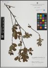 Foto von Salix atrocinerea Brot. x Salix aurita L.